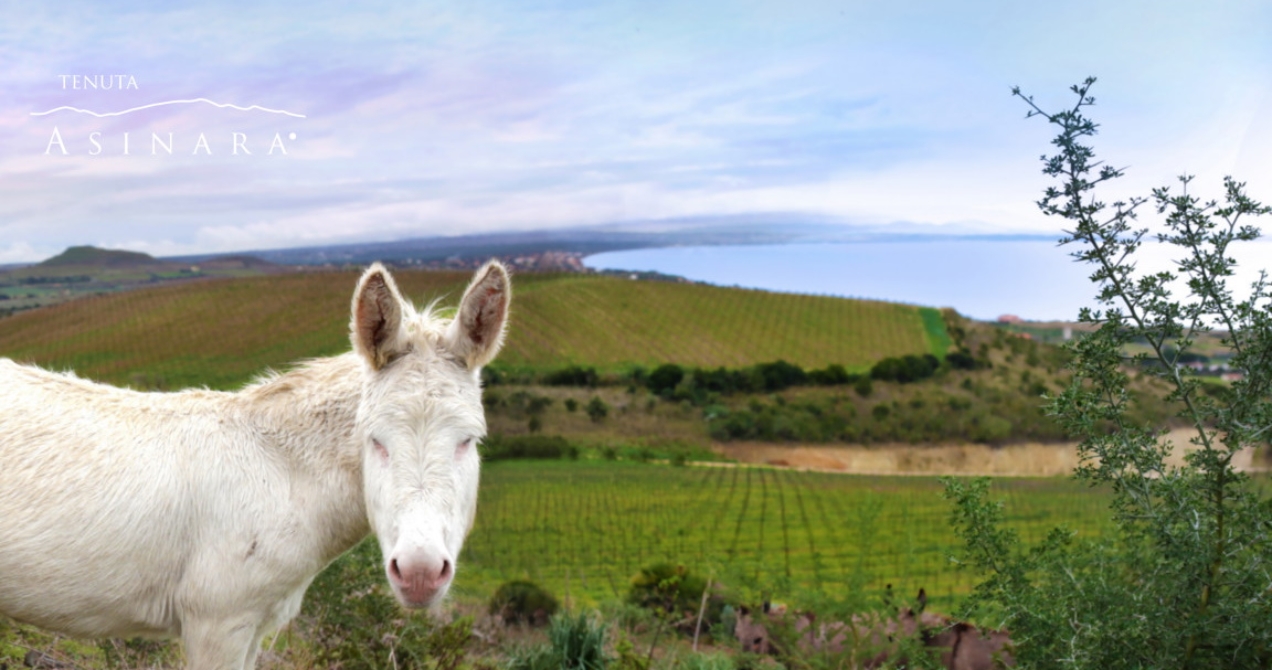 Tenuta Asinara